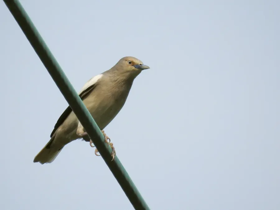 File:Sturnia sinensis, San Tin, Hong Kong 1.jpg