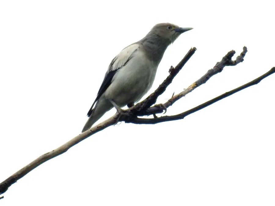File:Sturnia sinensis, Mai Po, Hong Kong 1.jpg
