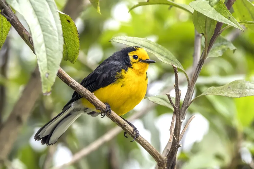 File:Golden-fronted redstart (Myioborus ornatus chrysops) Caldas 2.jpg
