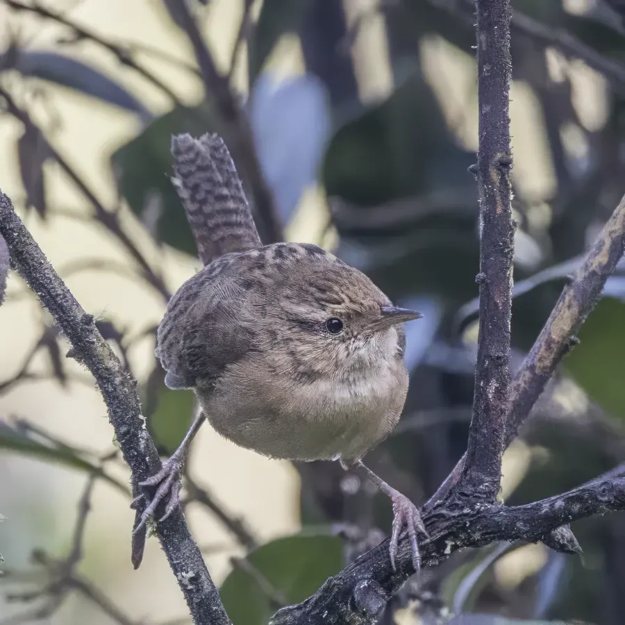 File:Grass wren (Cistothorus platensis aequatorialis) Caldas.jpg