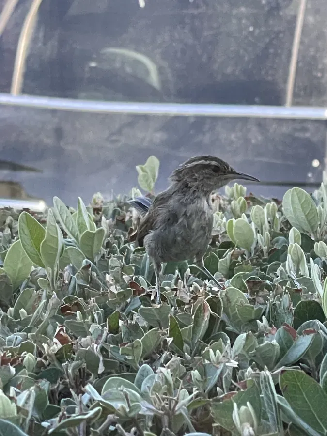 File:Thryomanes bewickii - September 2023 - Sarah Stierch.jpg