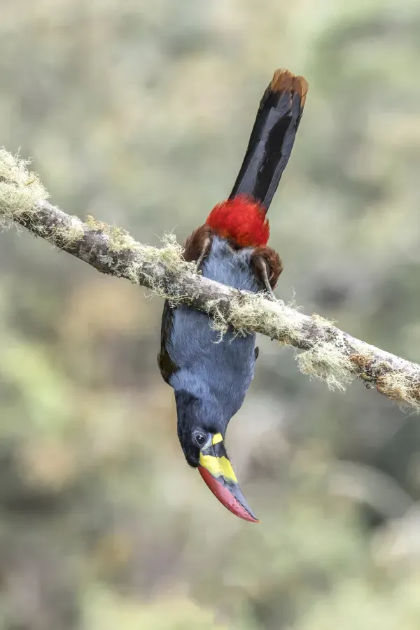 File:Grey-breasted mountain toucan (Andigena hypoglauca) Caldas 3.jpg