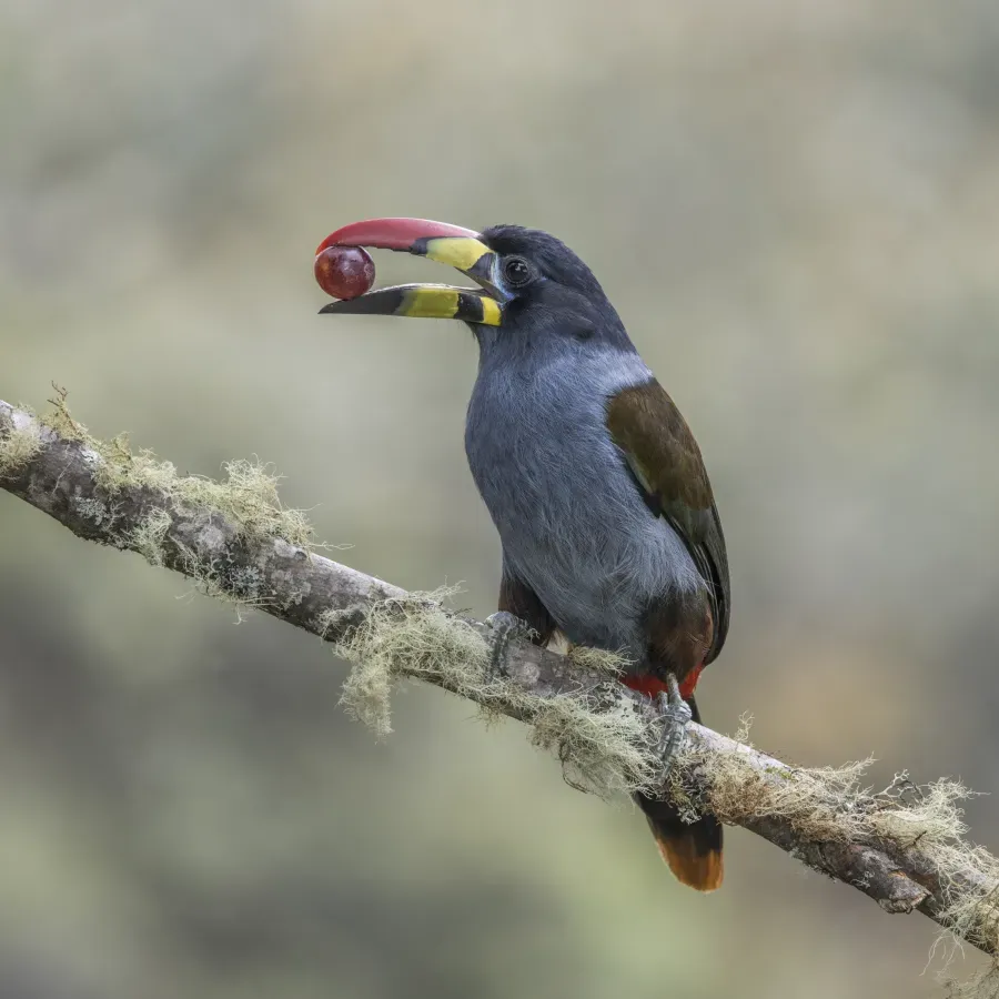 File:Grey-breasted mountain toucan (Andigena hypoglauca) feeding Caldas.jpg
