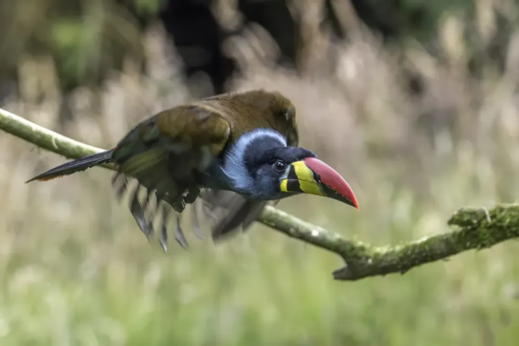 File:Grey-breasted mountain toucan (Andigena hypoglauca) in flight Caldas.jpg