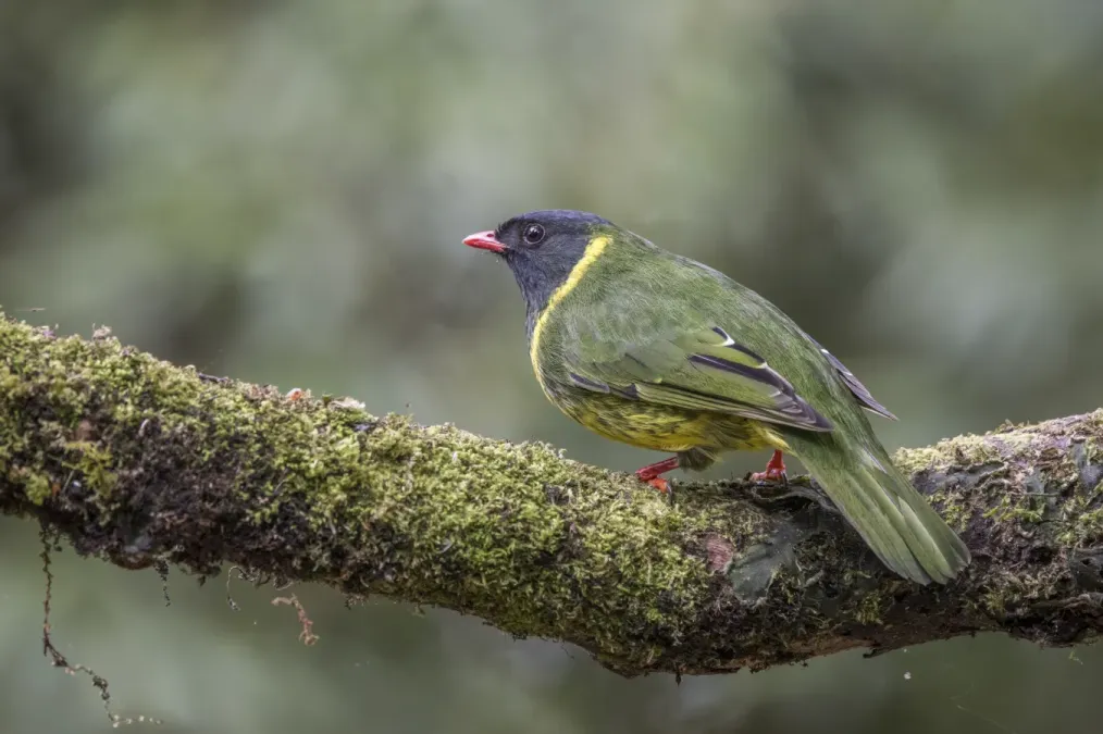File:Green-and-black fruiteater (Pipreola riefferii riefferii) male Caldas 2.jpg