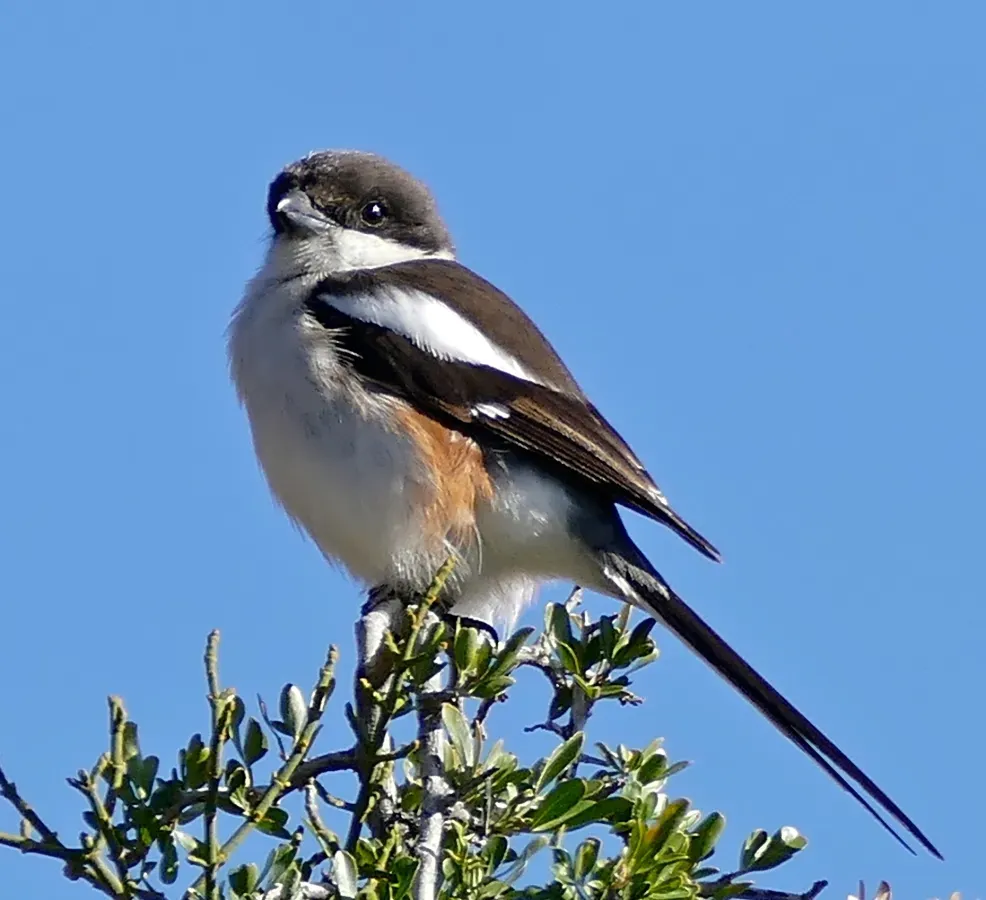 File:Southern Fiscal (Lanius collaris) female (32227989140), crop.jpg