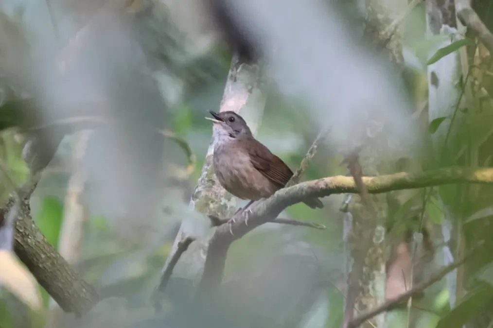 File:Illadopsis albipectus 253610286.jpg