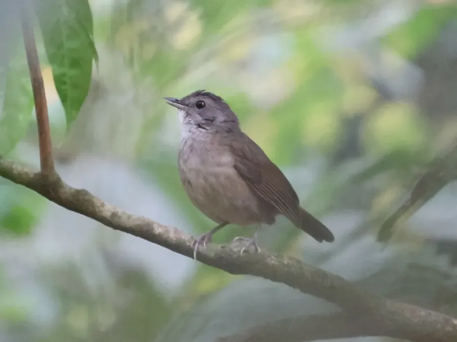 File:Illadopsis albipectus 253610311.jpg