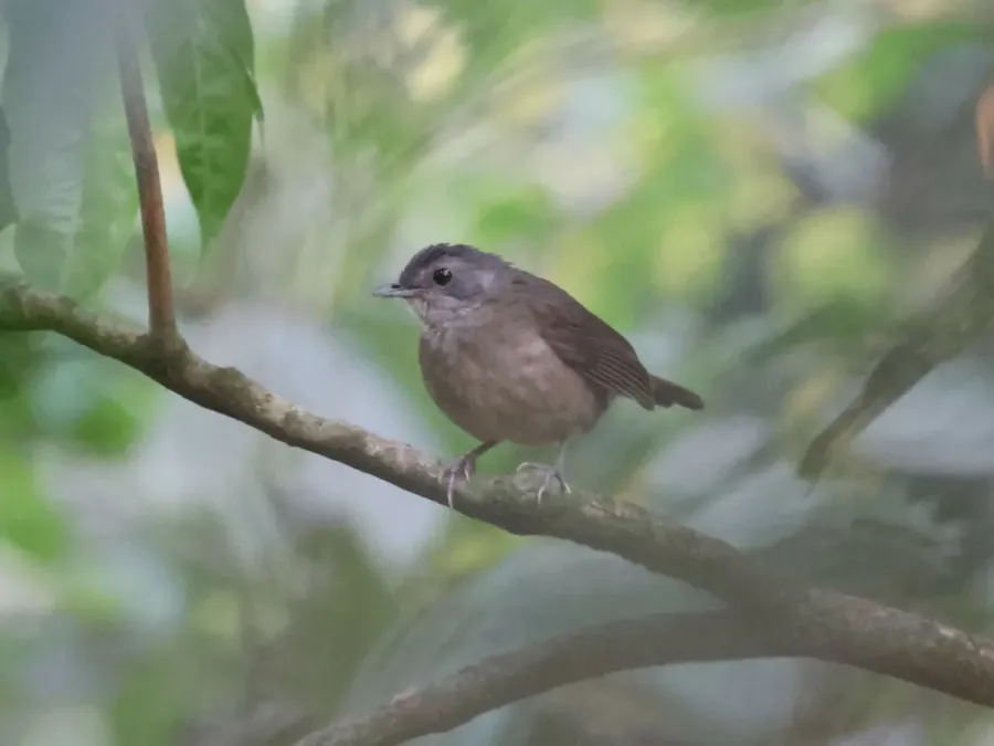 File:Illadopsis albipectus 253610277.jpg