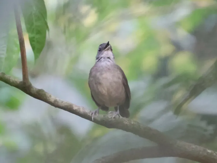 File:Illadopsis albipectus 253610304.jpg