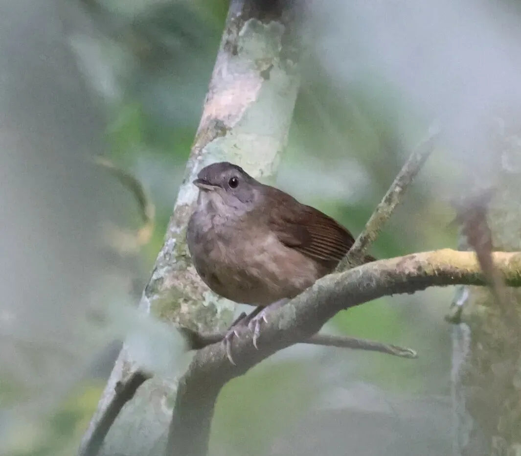File:Illadopsis albipectus 253610244 (cropped).jpg