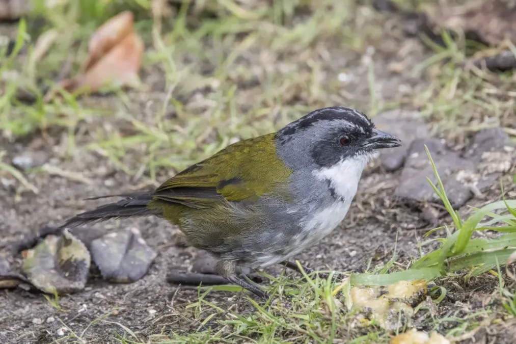 File:Grey-browed brushfinch (Arremon assimilis assimilis) Caldas.jpg