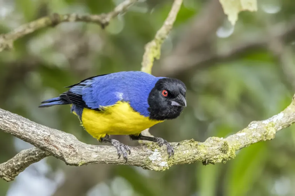 File:Hooded mountain tanager (Buthraupis montana cucullata) Caldas 2.jpg