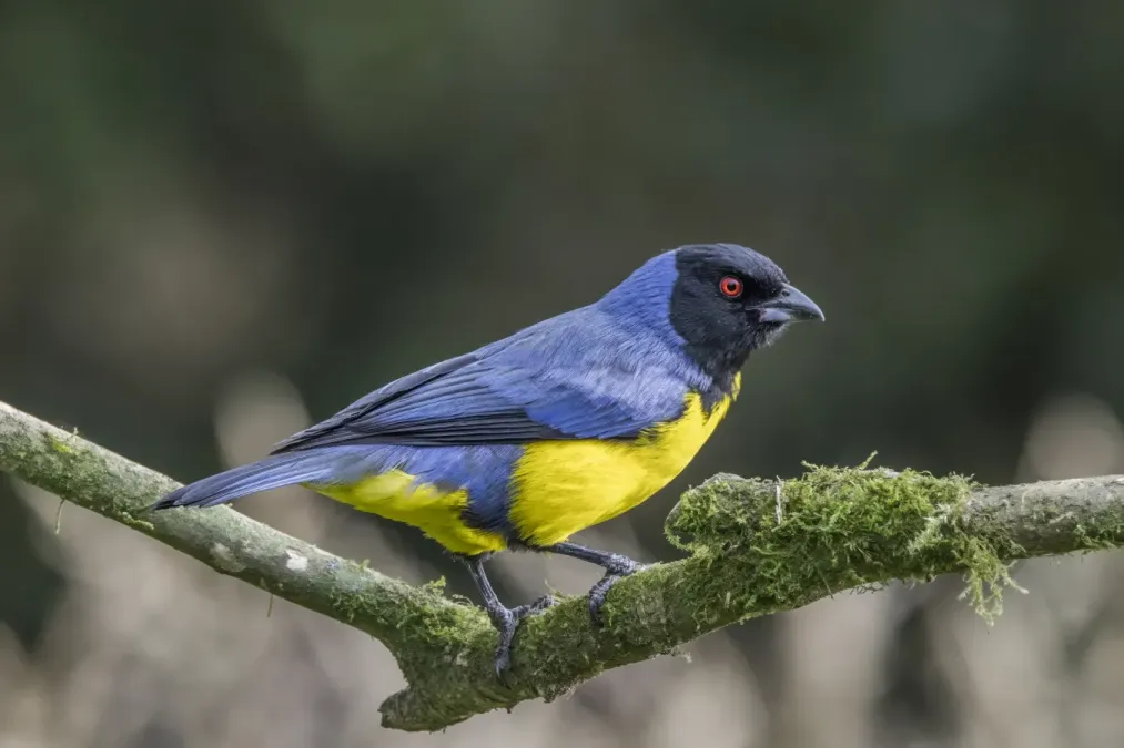 File:Hooded mountain tanager (Buthraupis montana cucullata) Caldas.jpg
