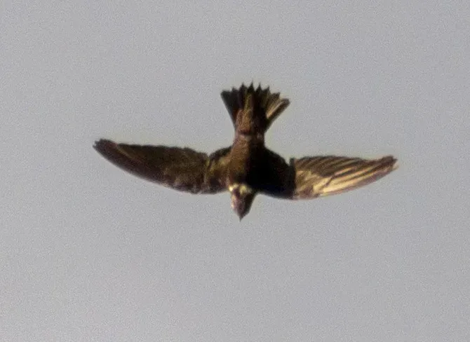 File:Streptoprocne biscutata 125602090 (cropped).jpg