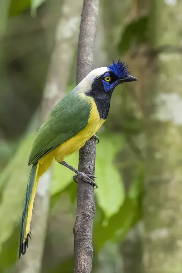 File:Inca jay (Cyanocorax yncas galeatus) Antioquia.jpg