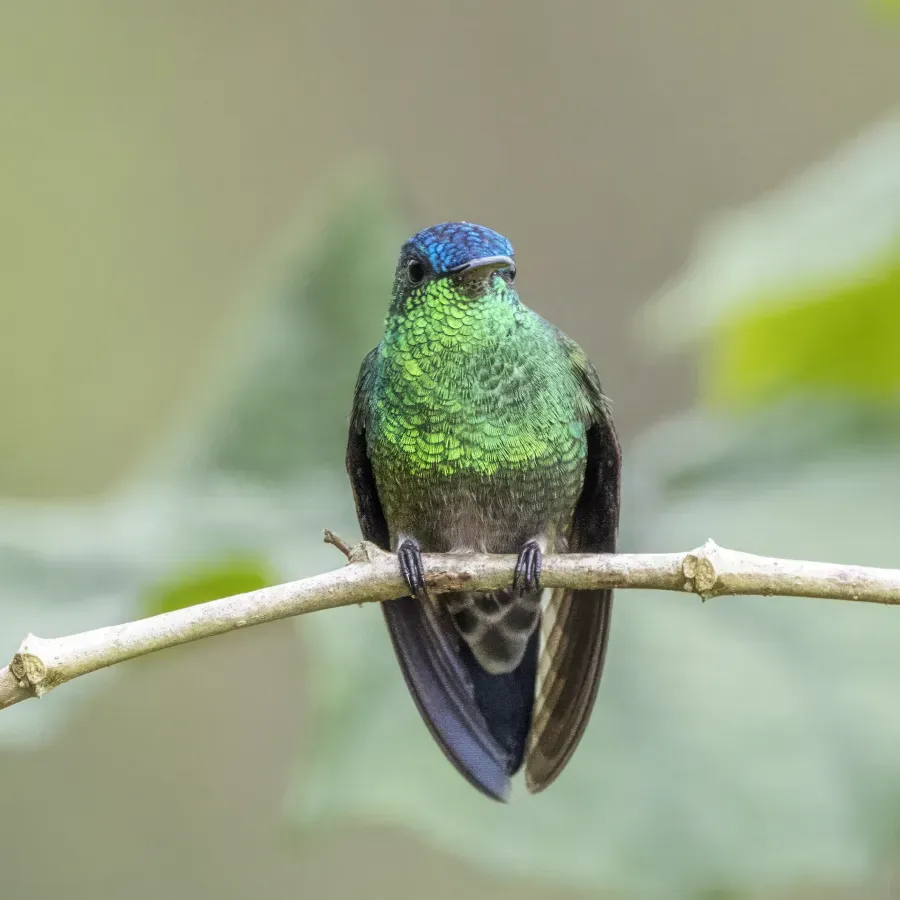 File:Indigo-capped hummingbird (Saucerottia cyanifrons) Cundinamarca 2.jpg