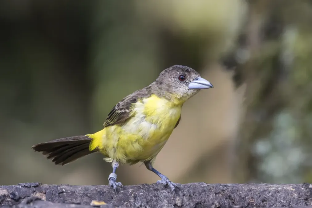 File:Lemon-rumped tanager (Ramphocelus flammigerus) female Las Tanagaras.jpg