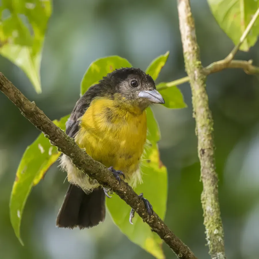 File:Lemon-rumped tanager (Ramphocelus flammigerus) female Las Tanagaras 2.jpg