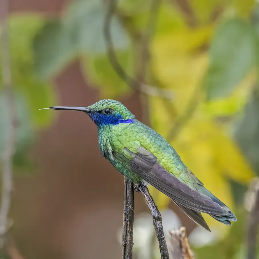 File:Lesser violetear (Colibri cyanotus cyanotus) Cundinamarca 2.jpg