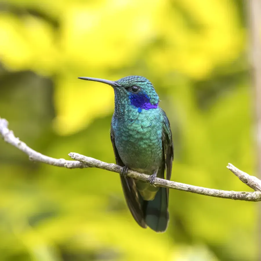 File:Lesser violetear (Colibri cyanotus cyanotus) Cundinamarca 3.jpg