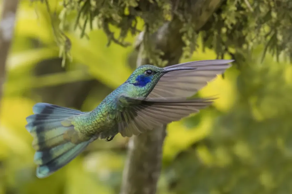 File:Lesser violetear (Colibri cyanotus cyanotus) in flight Cundinamarca.jpg