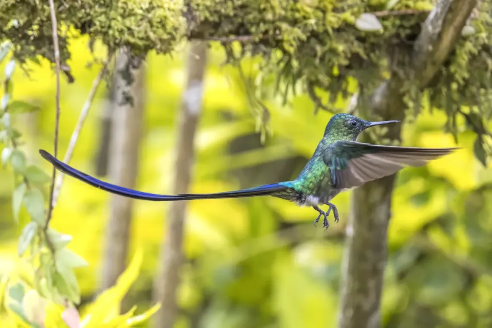 File:Long-tailed sylph (Aglaiocercus kingii kingii) male in flight Cundinamarca.jpg