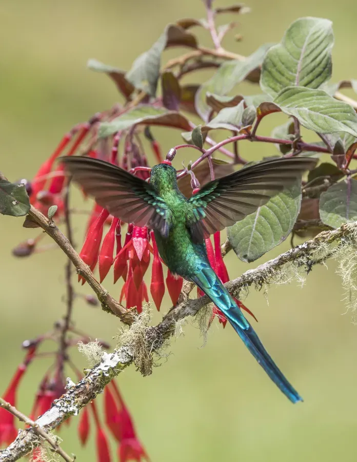 File:Long-tailed sylph (Aglaiocercus kingii emmae) male in flight on Fuchsia triphylla Caldas.jpg