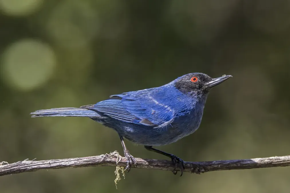 File:Masked flowerpiercer (Diglossa cyanea cyanea) Caldas.jpg