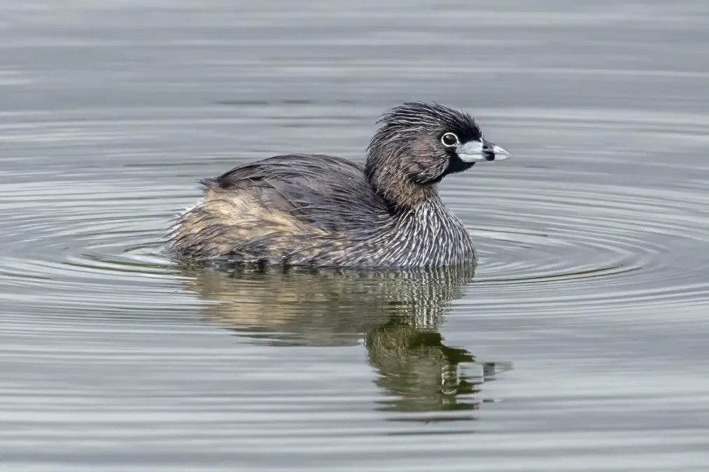 File:Pied-billed grebe (Podilymbus podiceps antarcticus) Cundinamarca.jpg