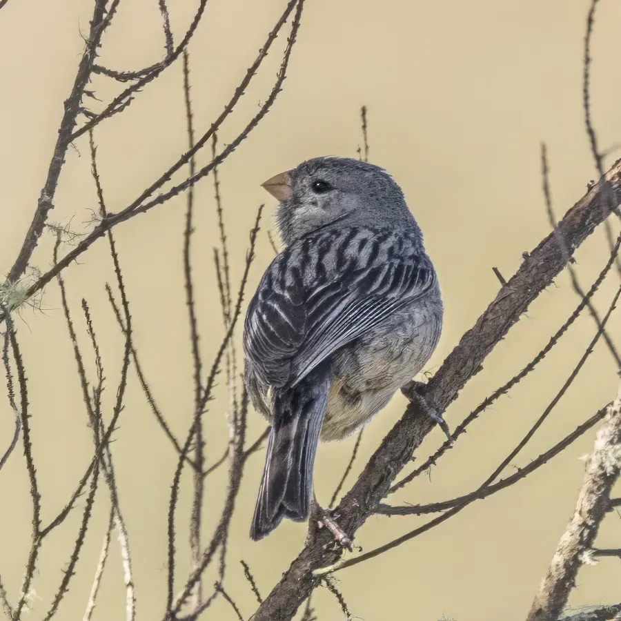 File:Plain-coloured seedeater (Catamenia inornata minor) Caldas.jpg