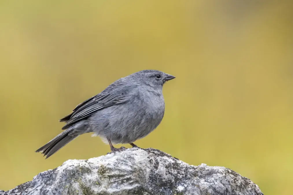 File:Plumbeous sierra finch (Geospizopsis unicolor geospizopsis) male Chingaza.jpg