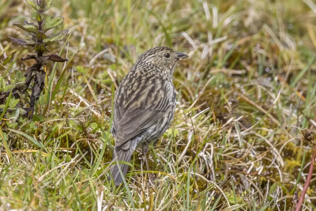 File:Plumbeous sierra finch (Geospizopsis unicolor geospizopsis) female Chingaza.jpg