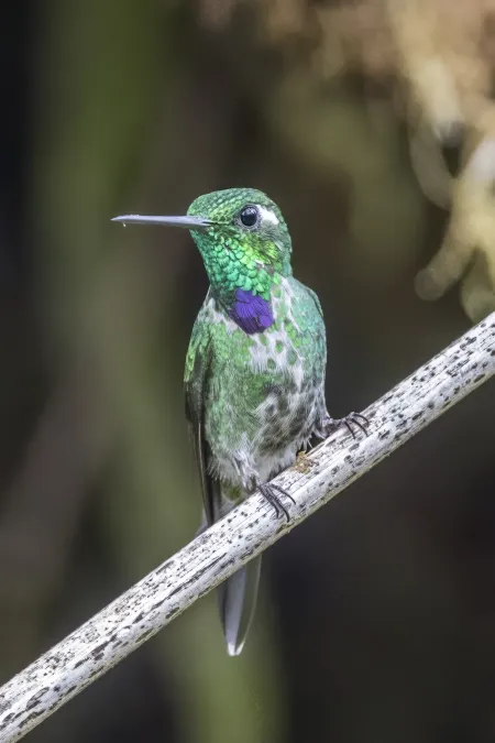 File:Purple-bibbed whitetip (Urosticte benjamini) male Las Tangaras.jpg