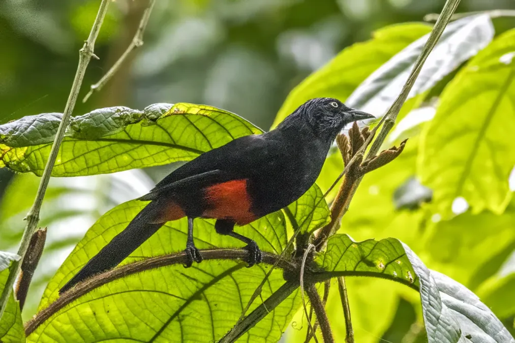File:Red-bellied grackle (Hypopyrrhus pyrohypogaster) Antioquia.jpg