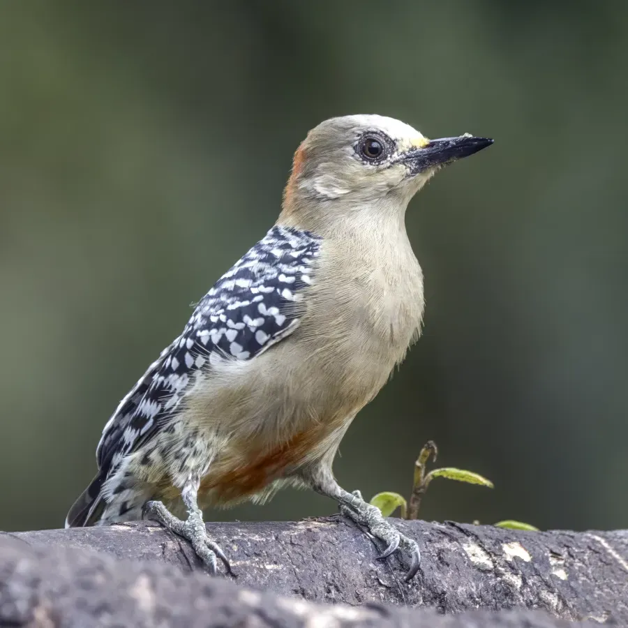 File:Red-crowned woodpecker (Melanerpes rubricapillus rubricapillus) female Las Tangaras.jpg