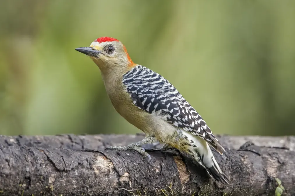 File:Red-crowned woodpecker (Melanerpes rubricapillus rubricapillus) male Las Tangaras.jpg