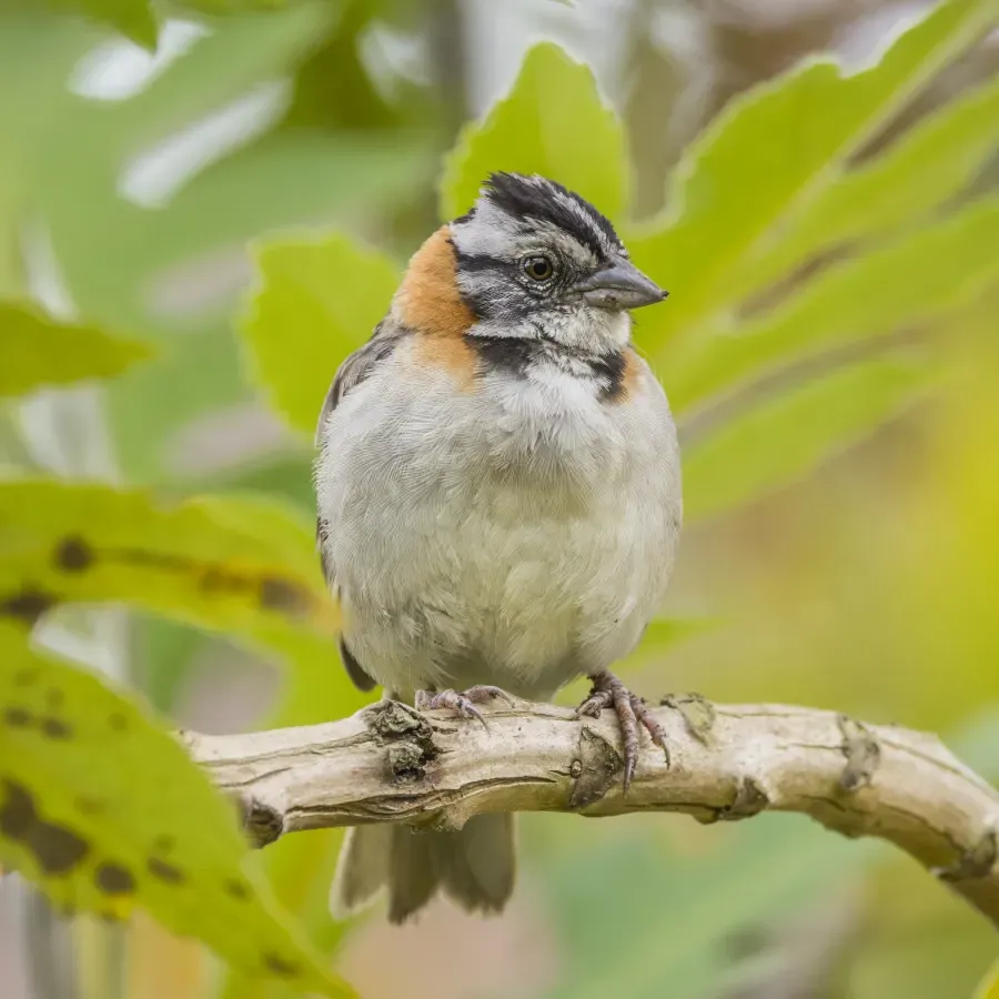 File:Rufous collared sparrow (Zonotrichia capensis costaricensis) Cundinamarca.jpg