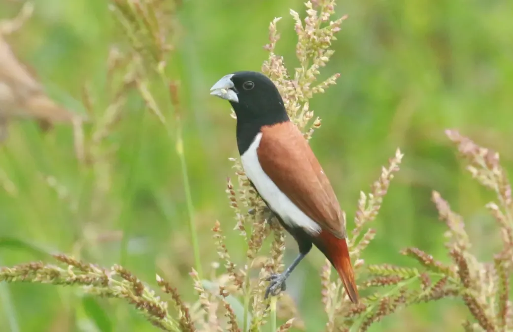 File:Tricoloured munia (Lonchura malacca) bird.jpg