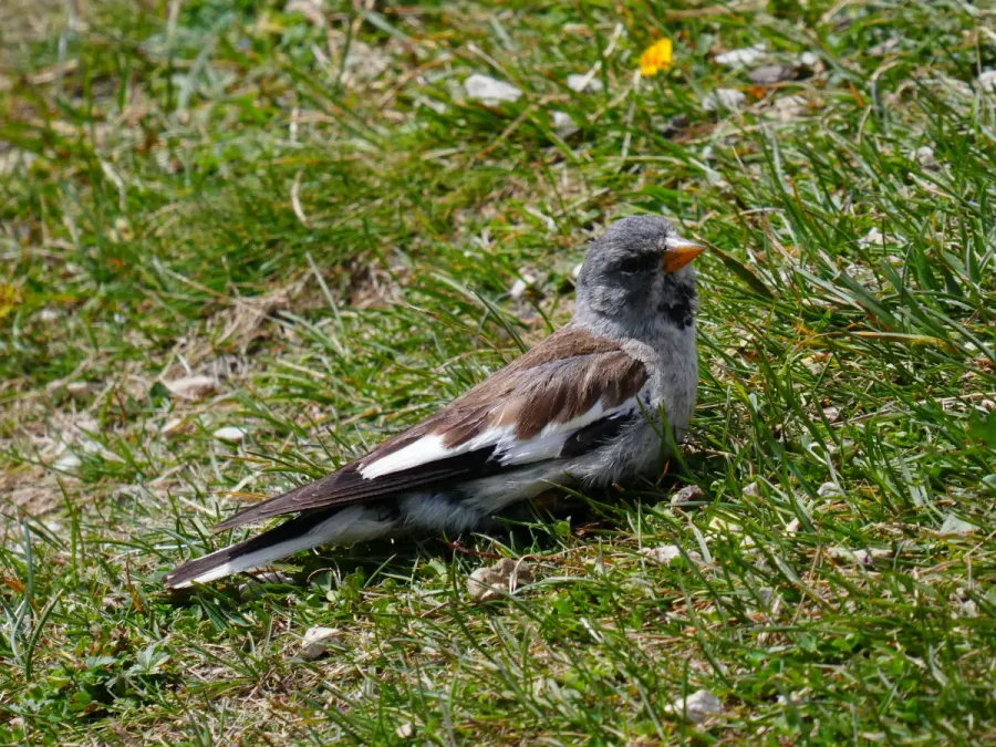 File:Montifringilla nivalis 03.jpg