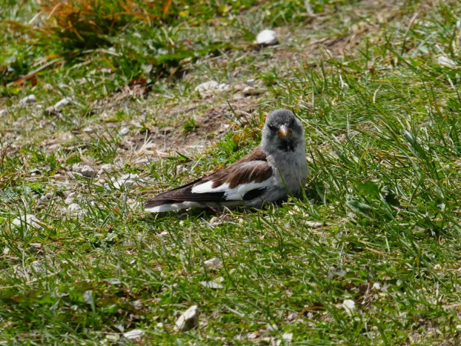 File:Montifringilla nivalis 02.jpg