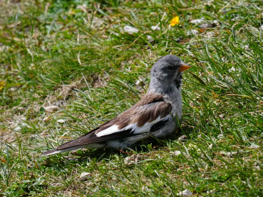 File:Montifringilla nivalis 04.jpg