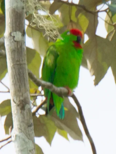 File:Loriculus stigmatus 64408781.jpg