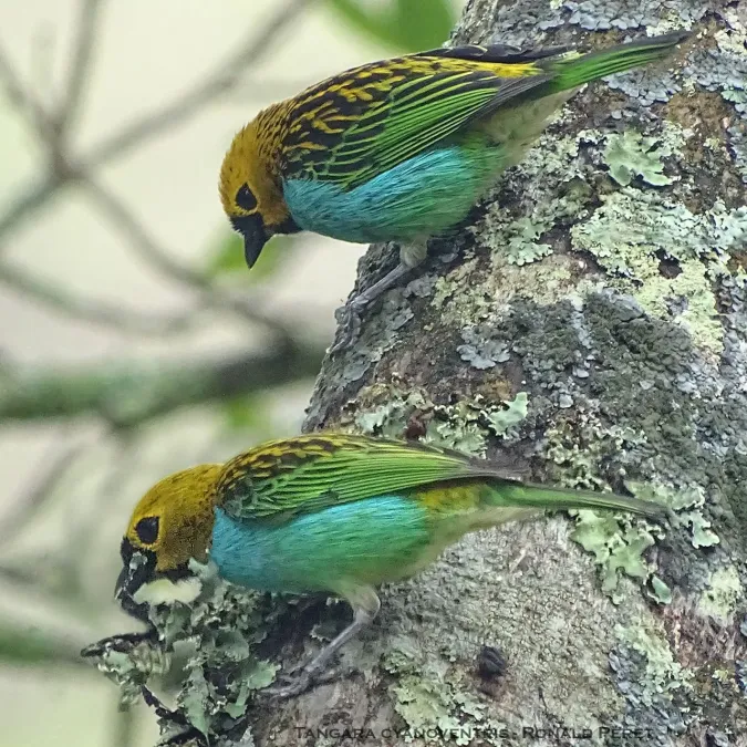 File:Tangara cyanoventris 27924910.jpg
