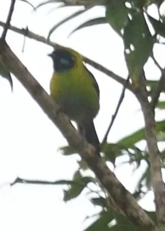 File:Tangara johannae 255458265.jpg