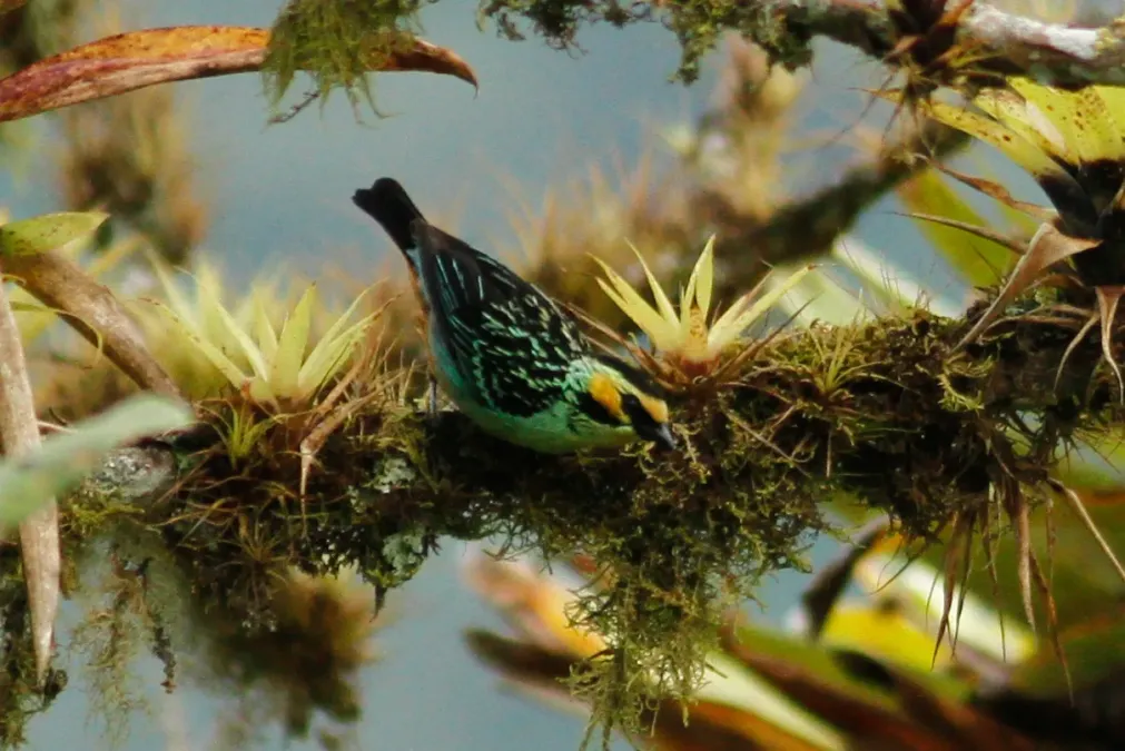 File:Tangara chrysotis 12032236.jpg