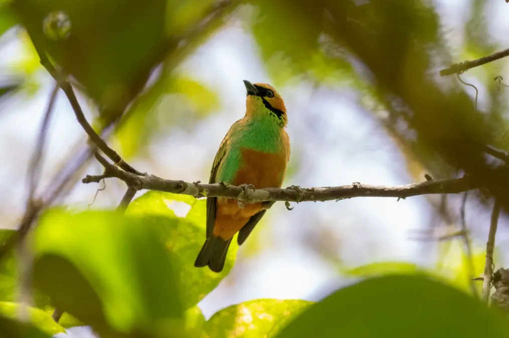 File:Tangara chrysotis 97218430.jpg