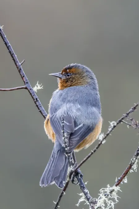 File:Rufous-browed conebill (Conirostrum rufum) Chingaza.jpg