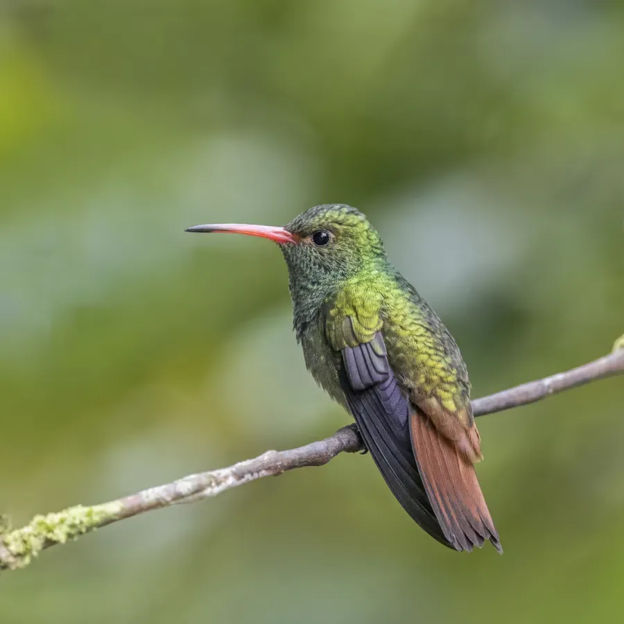 File:Rufous-tailed hummingbird (Amazilia tzacatl fuscicaudata) male Las Tangaras.jpg