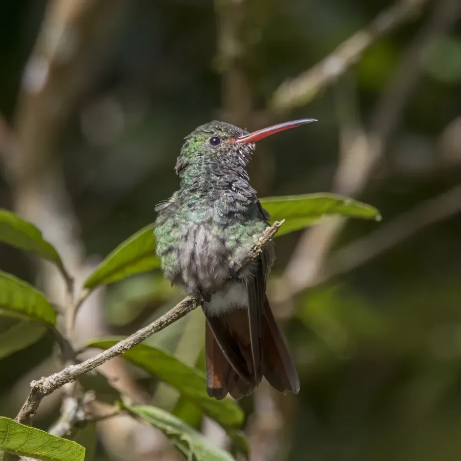 File:Rufous-tailed hummingbird (Amazilia tzacatl fuscicaudata) male Las Tangaras 2.jpg